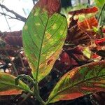 Columnea medicinalis 葉