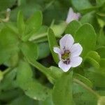 Bacopa monnieri Fiore