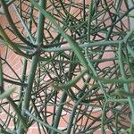 Euphorbia tirucalli Blad