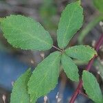 Rubus montanus Blad