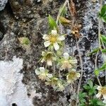 Potentilla caulescens Λουλούδι