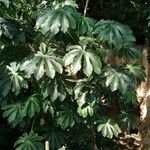 Cecropia peltata ഇല