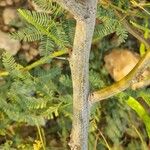 Prosopis juliflora Bark