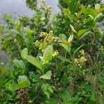 Lyonia ligustrina ফল