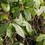 Ligustrum vulgare Ліст