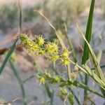 Cenchrus spinifex Кветка