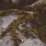 Salix alpina Flower