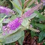 Hebe salicifolia Flower