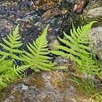 Phegopteris connectilis Feuille