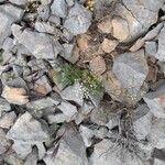 Ptychotis saxifraga Libunga