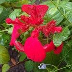 Mussaenda erythrophylla Flor