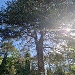 Pinus nigra برگ