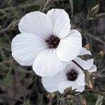 Linum suffruticosum Květ