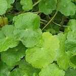 Hydrocotyle ranunculoides Leaf