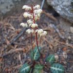 Pyrola picta Habit