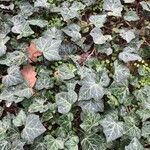 Hedera hibernica Hostoa