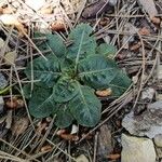 Taraxacum obovatum Blad