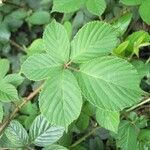 Rubus polyanthemus Lehti