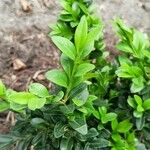 Buxus microphylla 形態