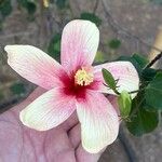 Hibiscus genevei