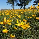 Helianthus angustifolius Habitus