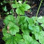 Tellima grandiflora पत्ता