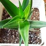 Aloe striatula ᱥᱟᱠᱟᱢ