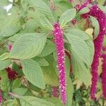 Amaranthus caudatus Blatt