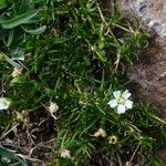 Facchinia rupestris Habit