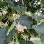 Tilia cordataЛіст