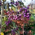 Callicarpa bodinieriPlod