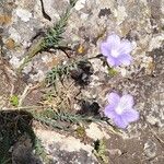 Linum narbonenseFlor