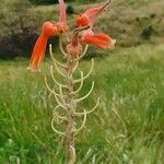 Aloe amudatensis Flor