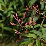 Jasminum polyanthum Flower