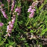 Calluna vulgaris Frunză