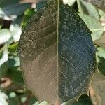 Osmanthus fragrans List