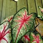 Caladium bicolorBlad