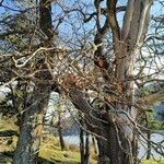 Quercus garryana Corteza
