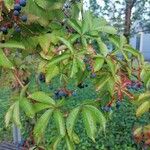 Parthenocissus inserta Листок