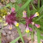 Melampyrum cristatum പുഷ്പം