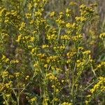 Tanacetum annuum Habit