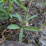 Crepis micrantha Leaf