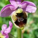 Ophrys tenthredinifera Цвят