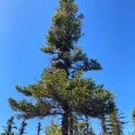 Picea mariana Blatt