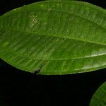 Miconia gracilis Hoja