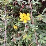 Hypericum patulum പുഷ്പം