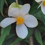 Begonia dregei Flower