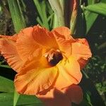 Gladiolus dalenii Floare