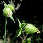 Silene latifolia Плод