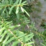 Tsuga diversifolia 葉